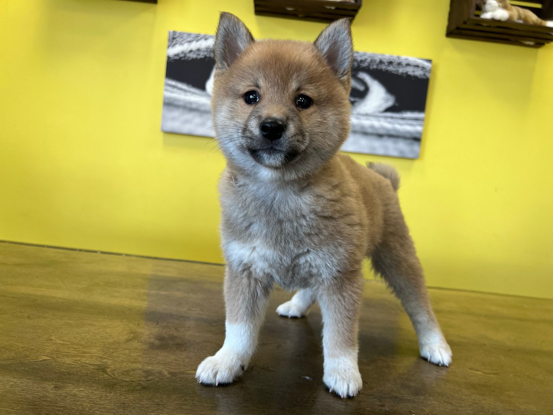 Shiba Inu puppies for sale New York