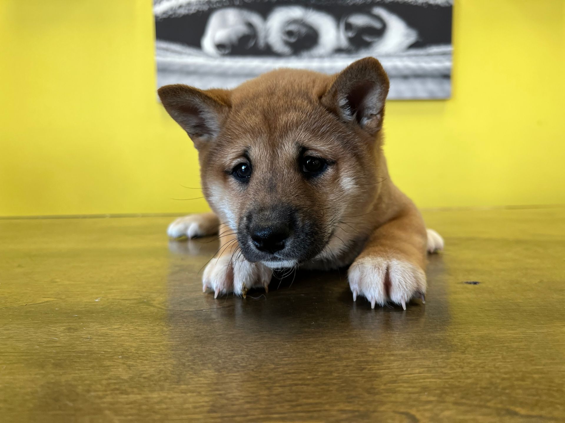 Shiba Inu puppies New York