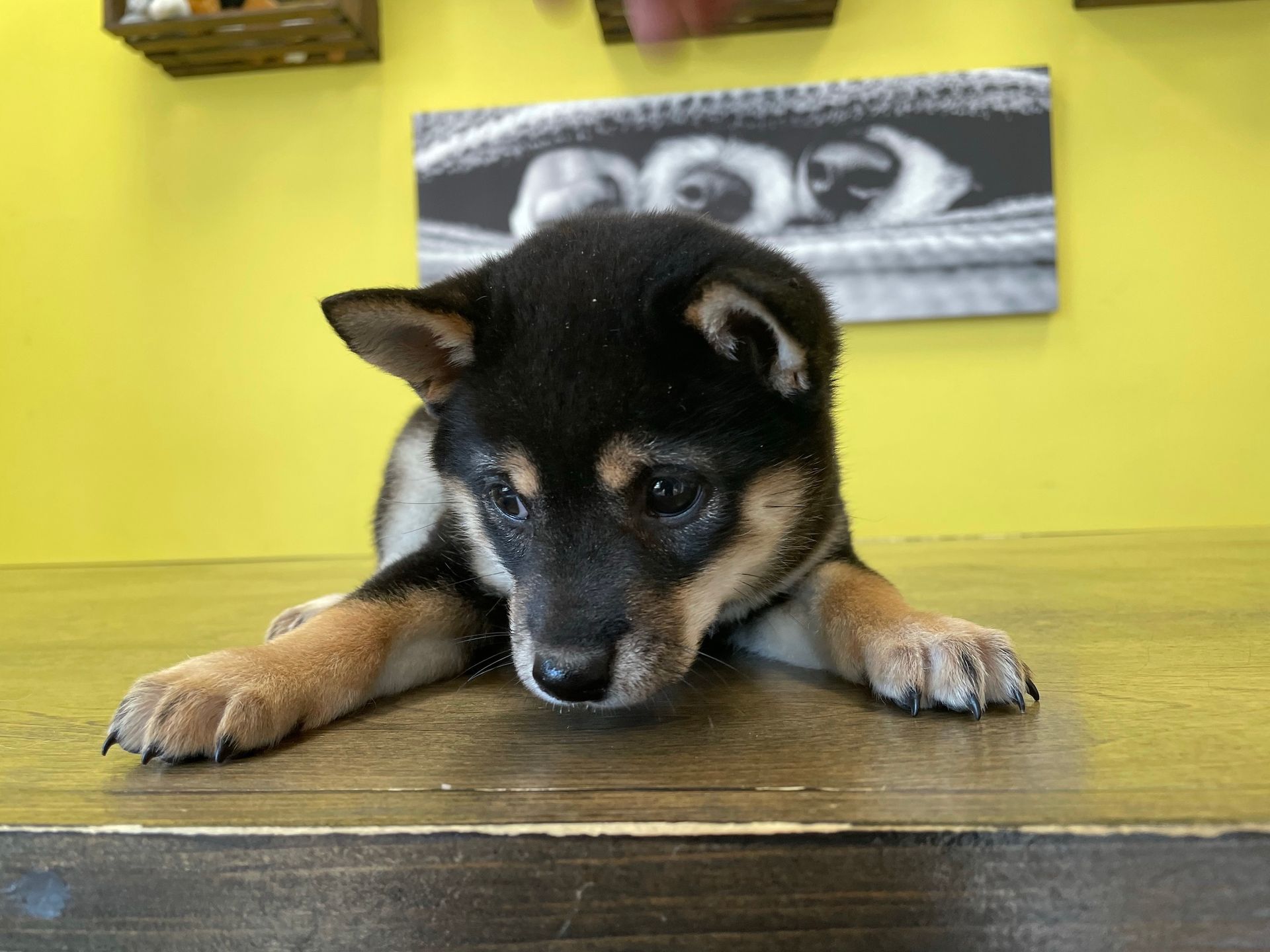 Shiba Inu puppies for sale New York