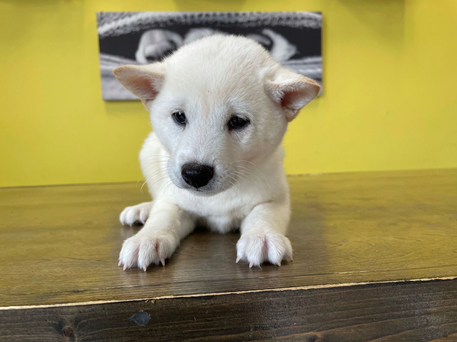 Shiba Inu puppies New York