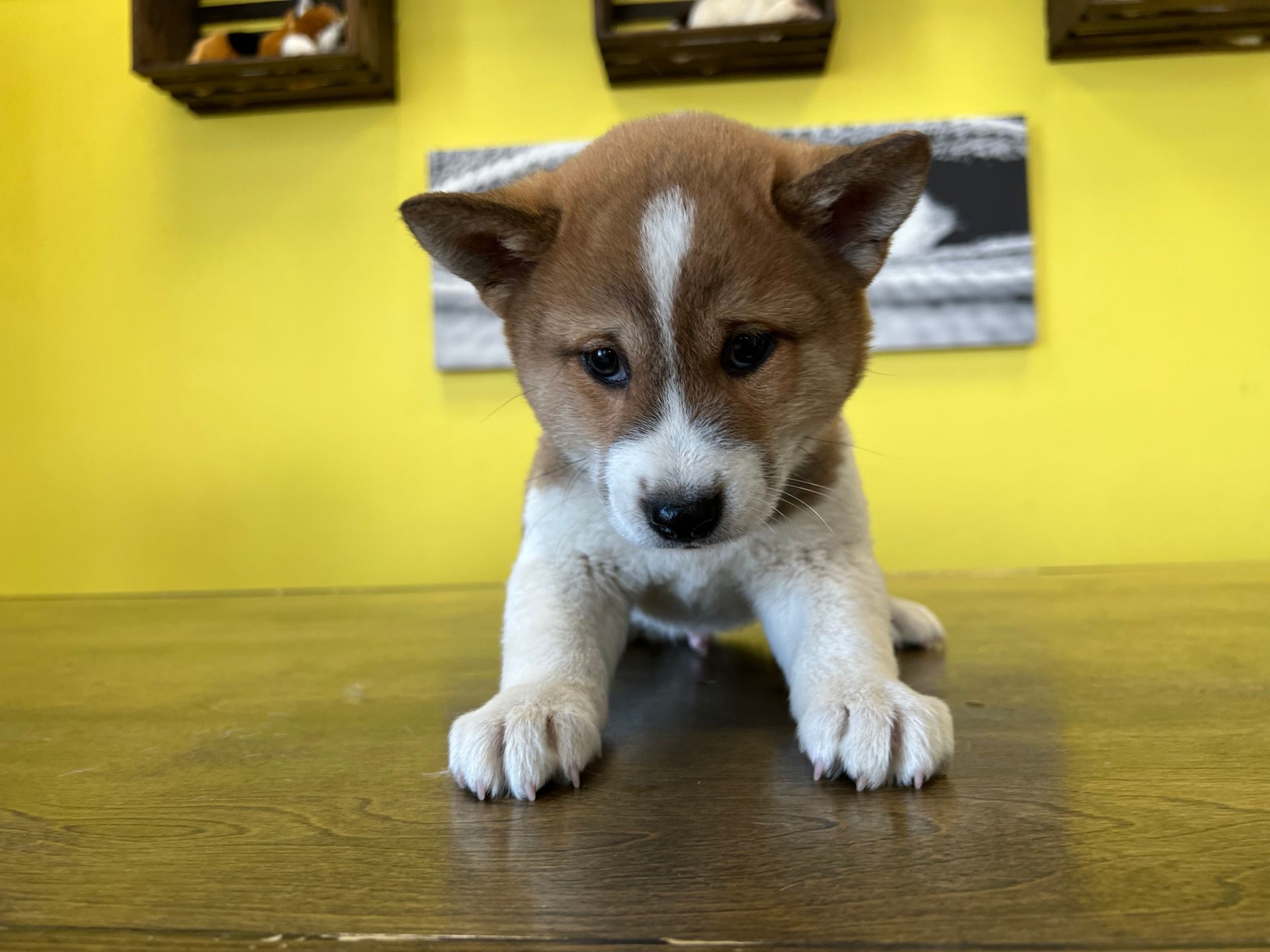 Shiba Inu puppies for sale New York