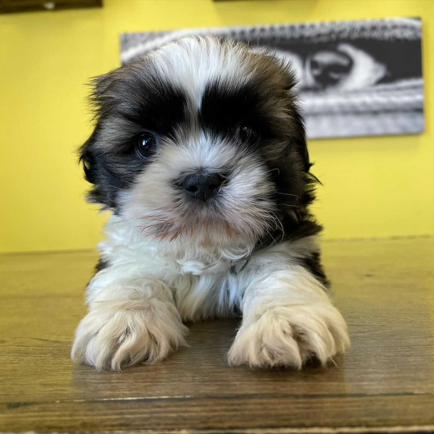 shih tzu puppies shih tzu puppies for sale