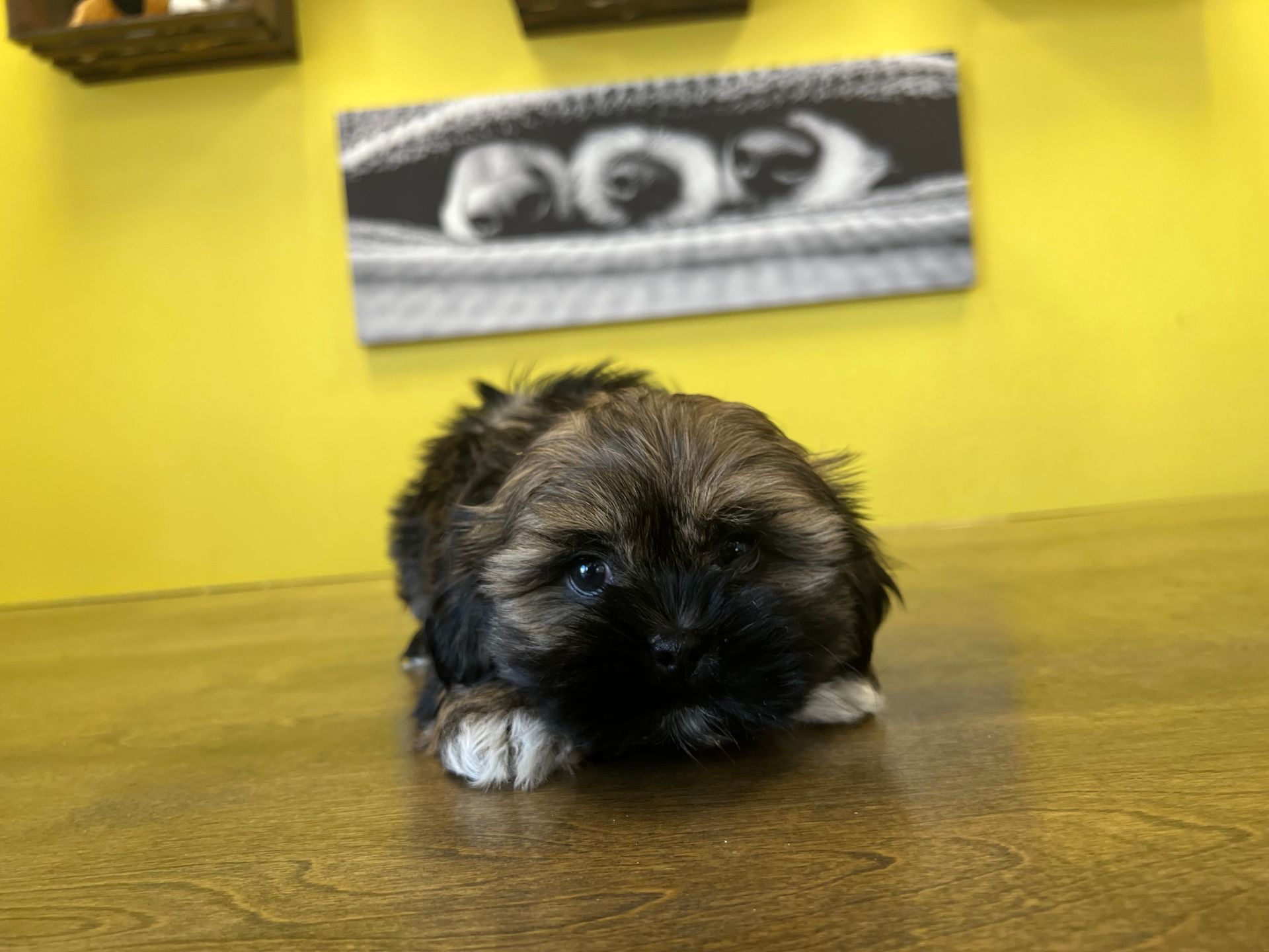 Shih Tzu puppies New York