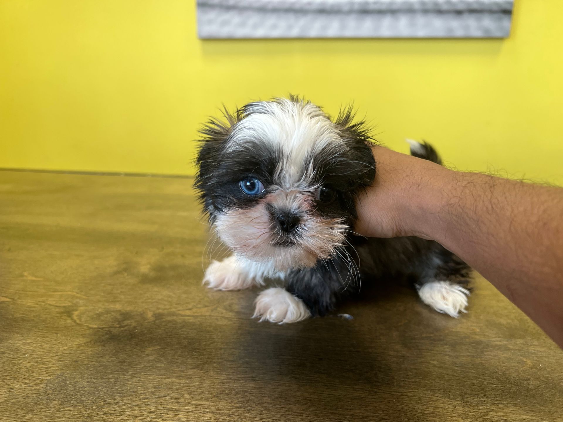 Shih Tzu puppies New York