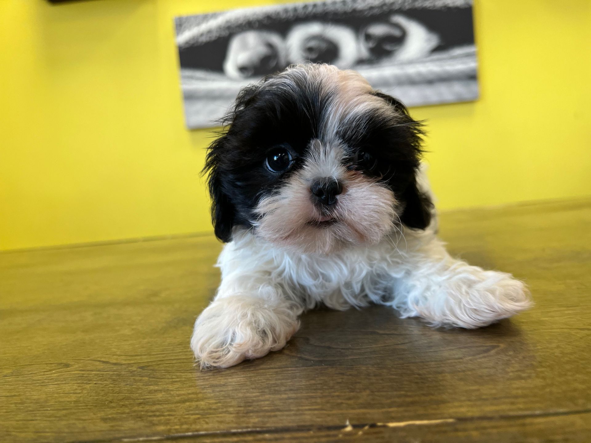 Shih Tzu puppies for sale New York