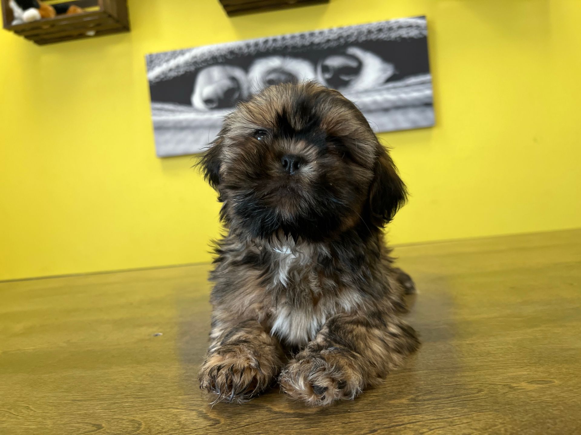 Shih Tzu puppies New York