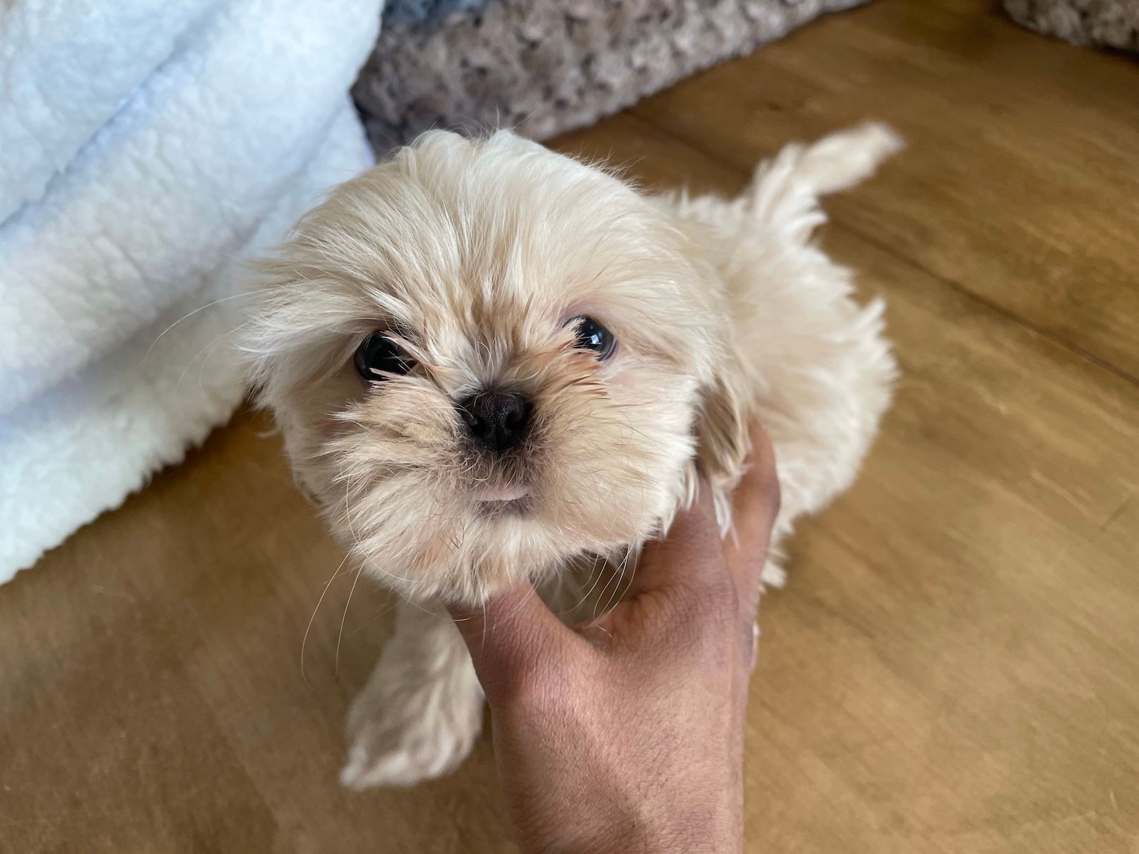 Shih Tzu puppies for sale New York