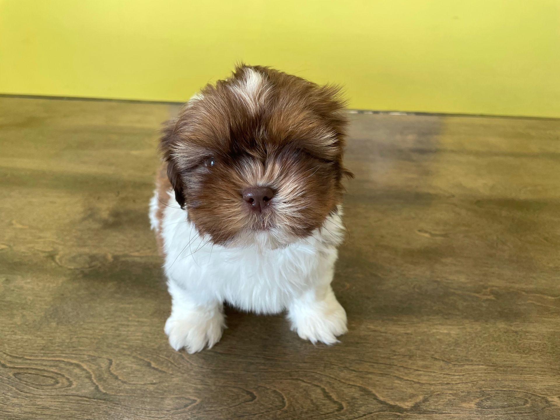 Shih Tzu puppies New York