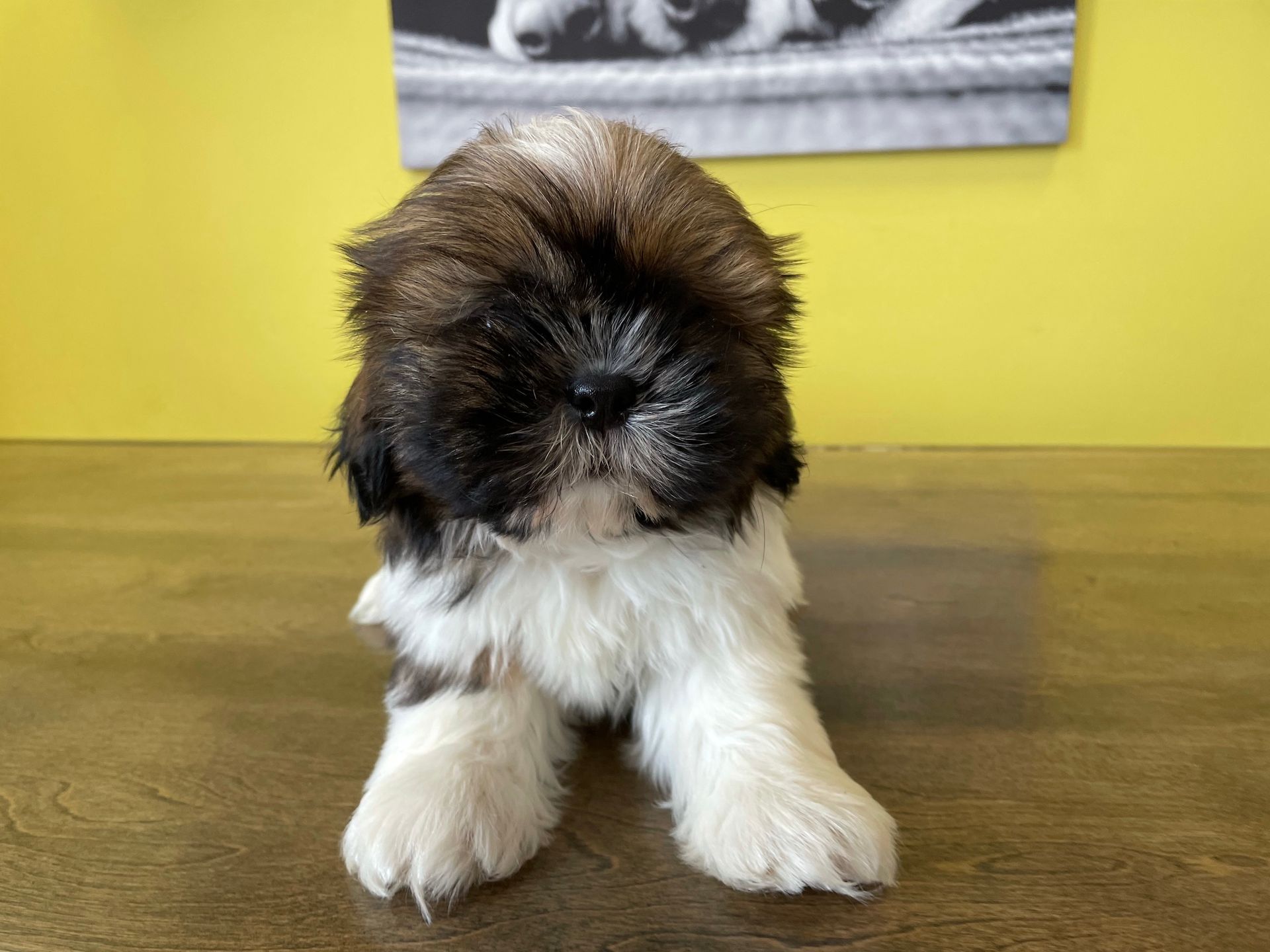 Shih Tzu puppies for sale New York