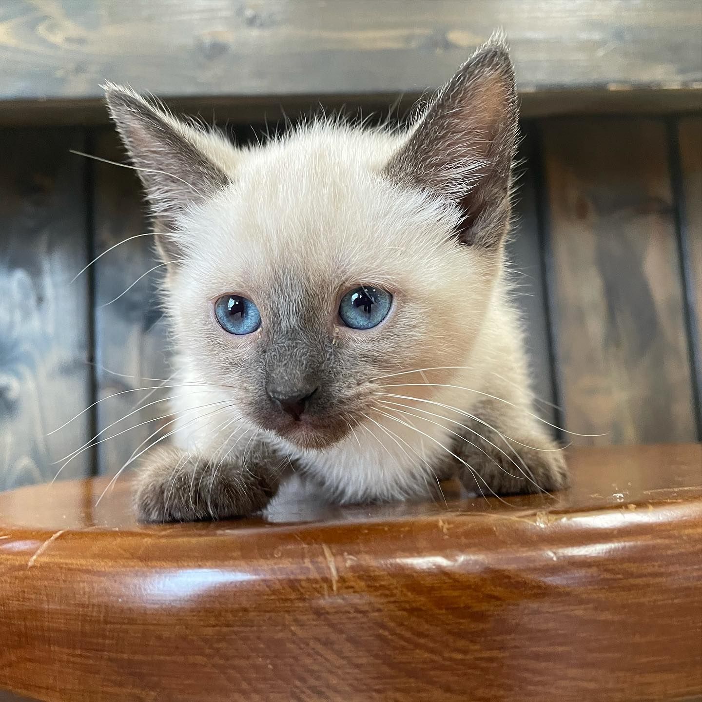 siamese kittens for sale