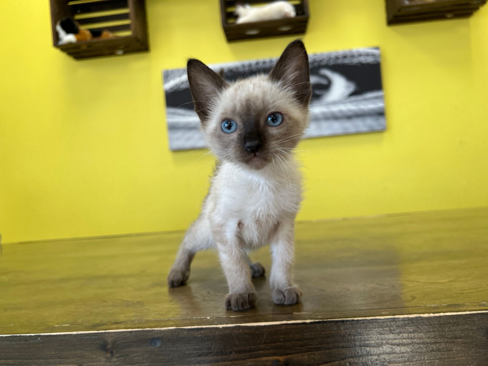 Siamese Kittens New York