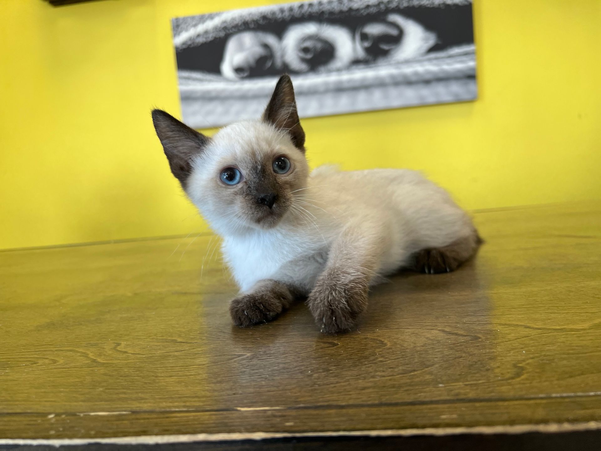 Siamese Kittens for sale New York