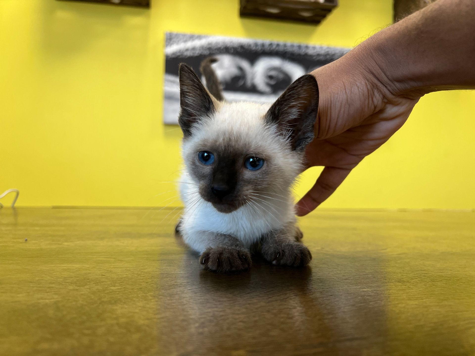 Siamese Kittens for sale New York