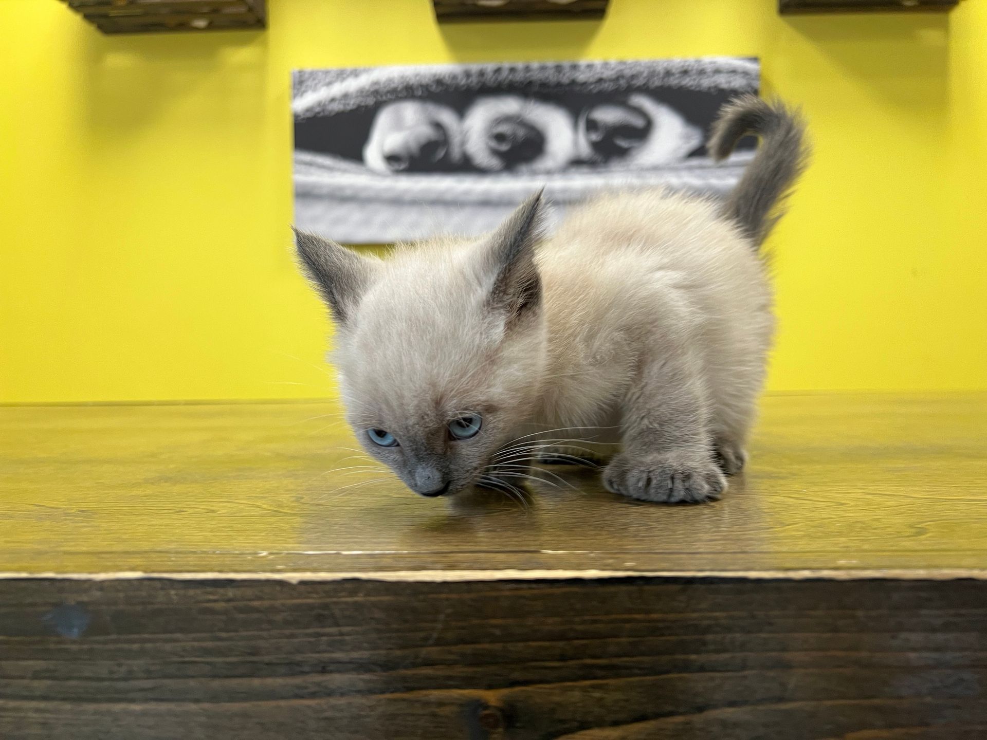 Siamese Kittens New York