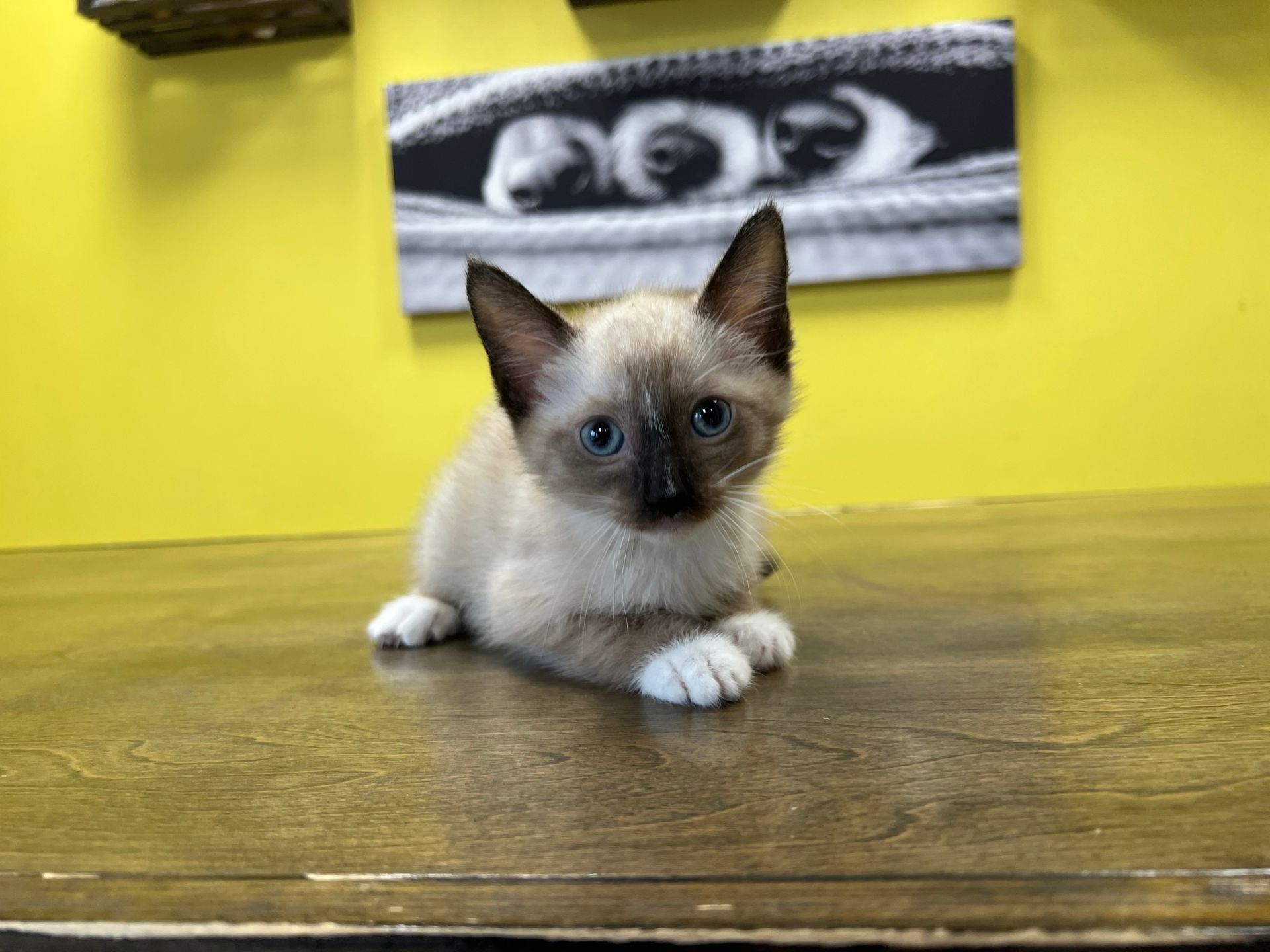 Siamese  Kittens for sale New York