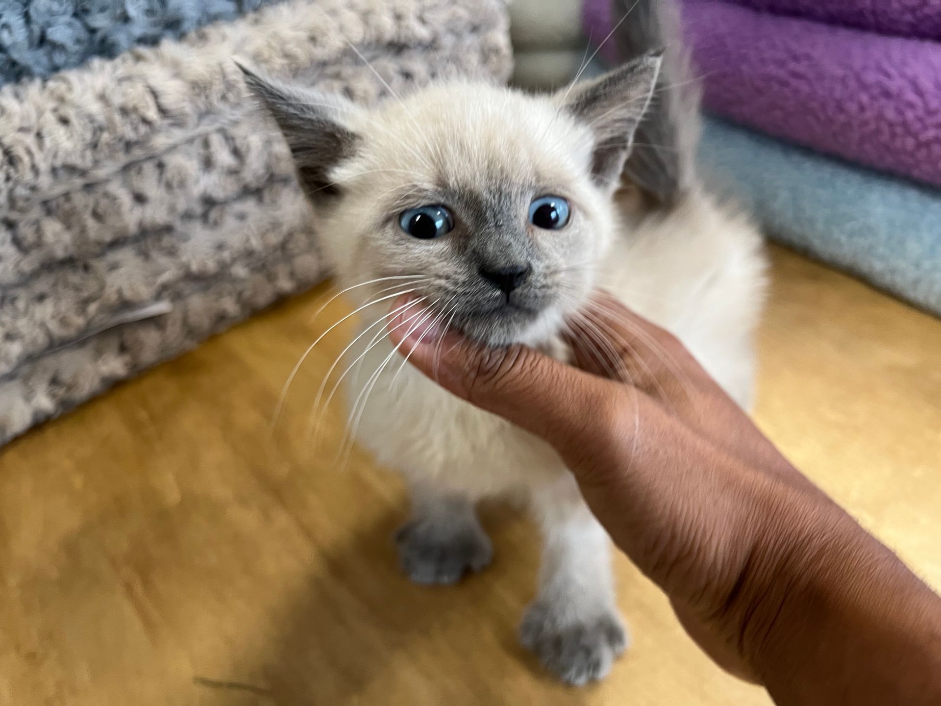 Siamese Kittens New York