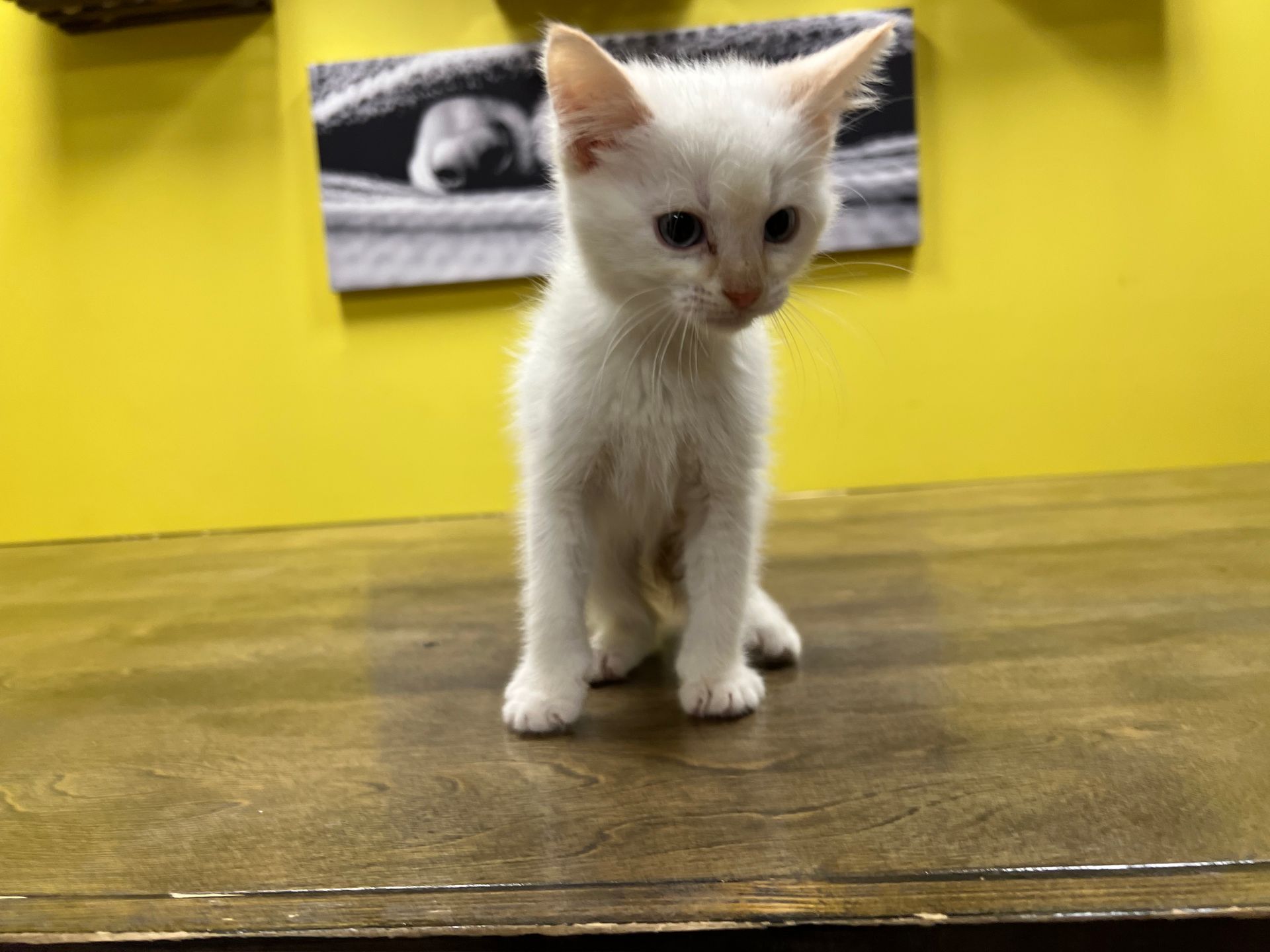 Siamese Kittens for sale New York