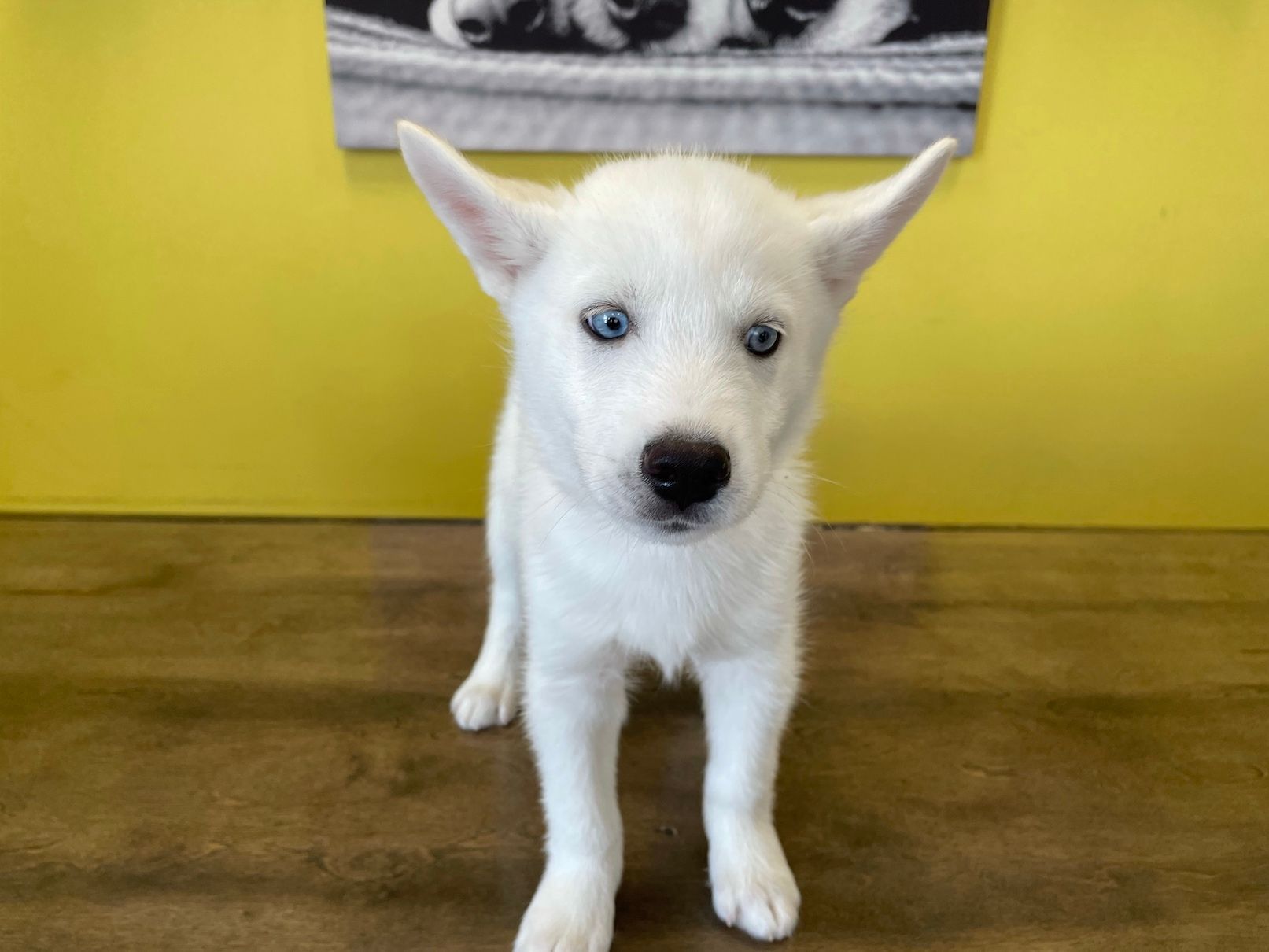 Siberian Husky puppies New York