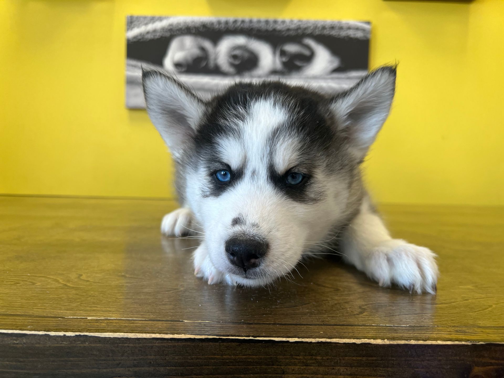 Siberian Husky puppies for sale New York