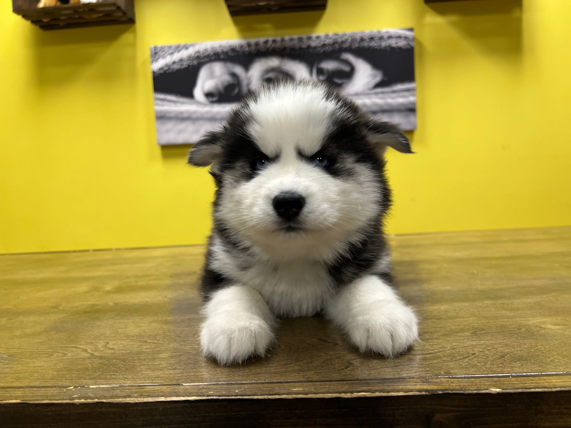 Siberian Huskypuppies New York