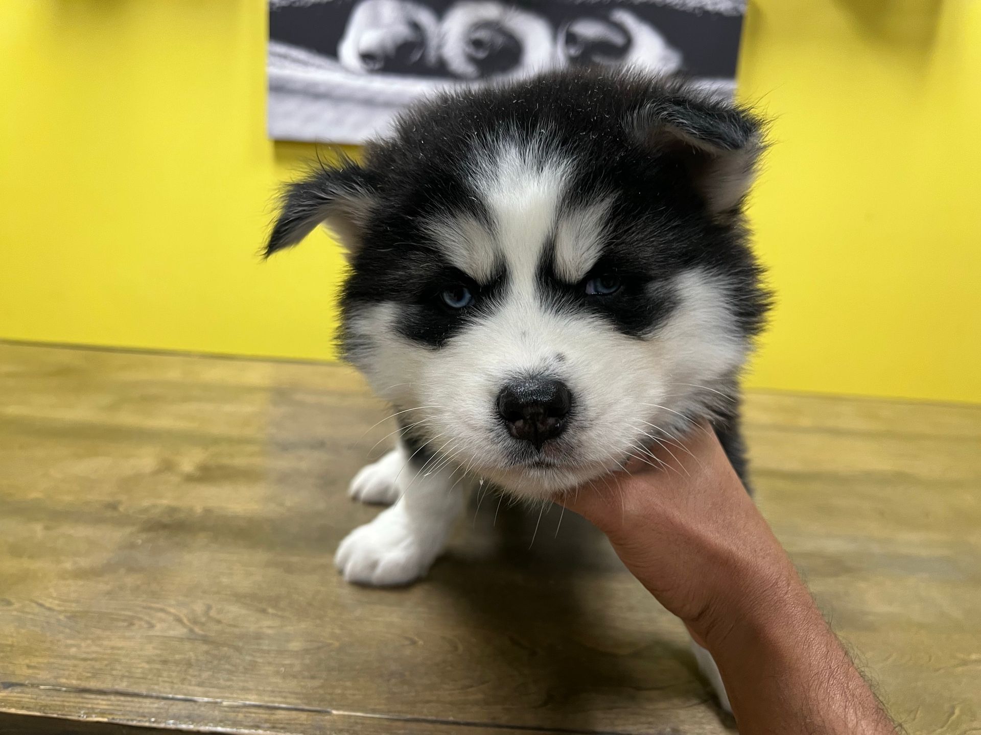 Siberian Husky puppies for sale New York