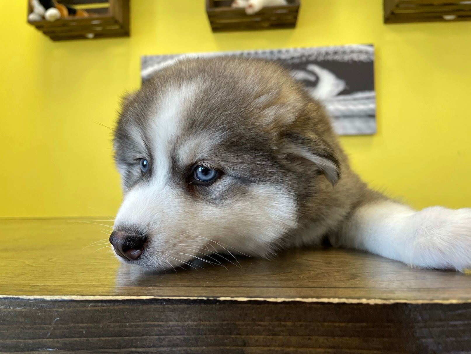 Siberian Husky puppies New York