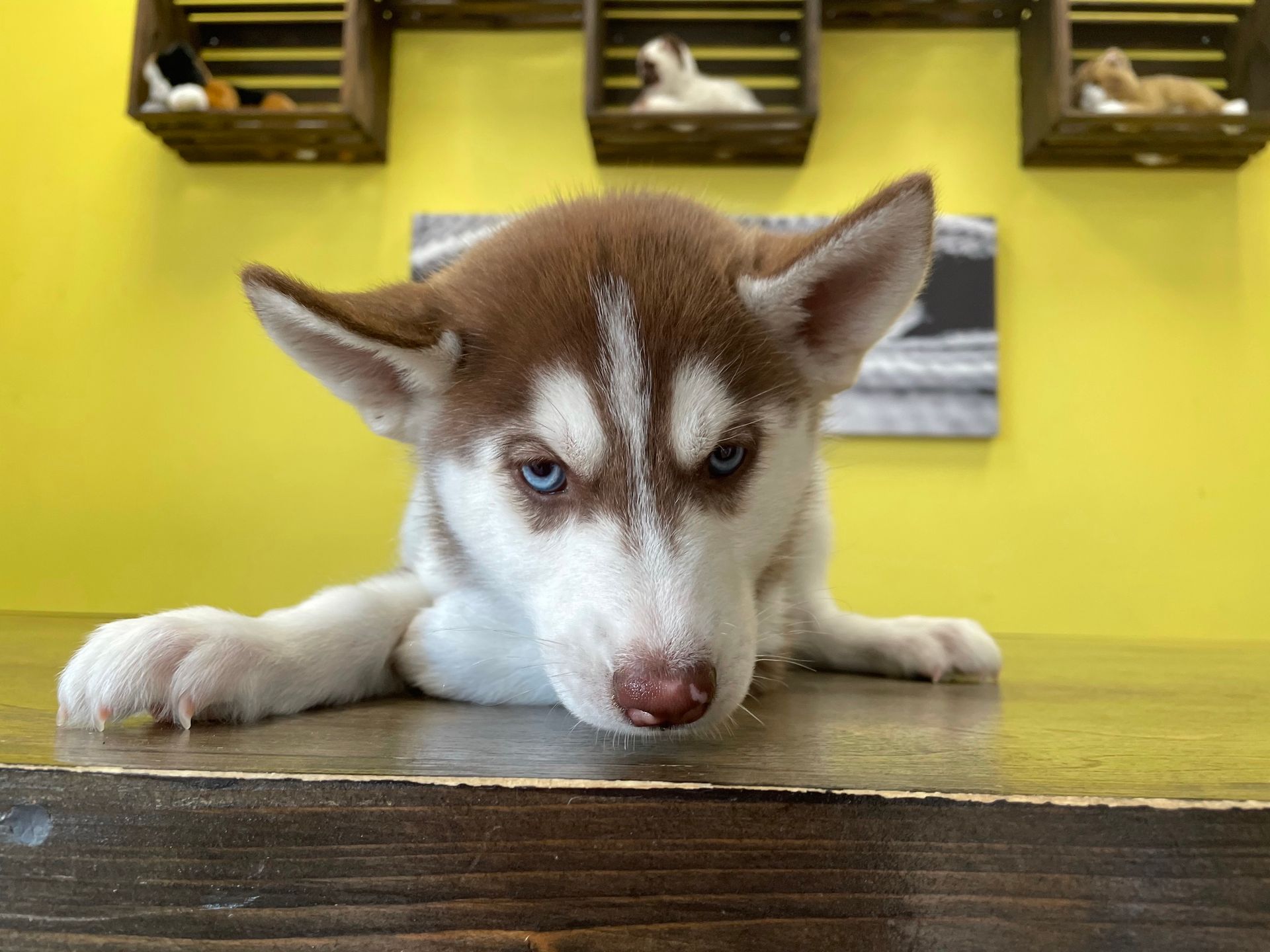 Siberian Husky puppies for sale New York