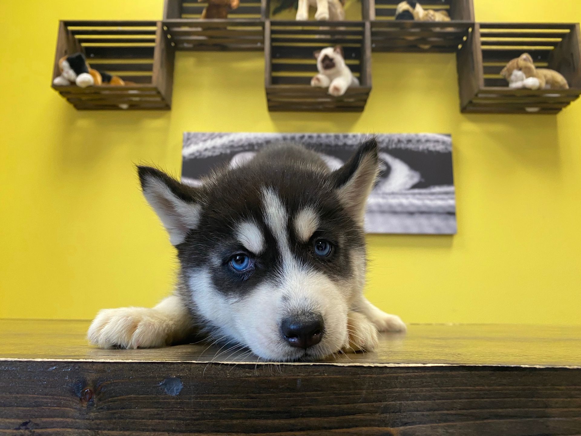 Siberian Husky puppies New York