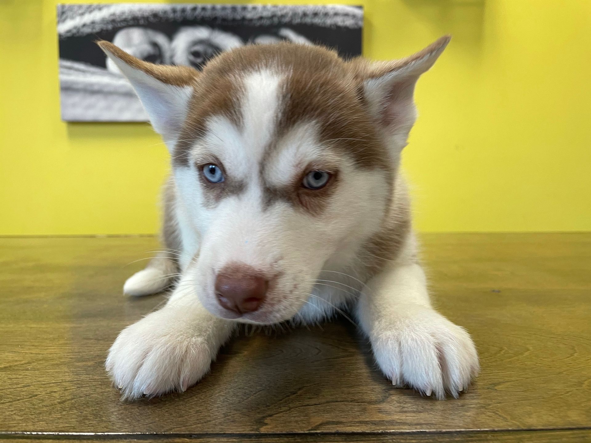 Siberian Husky puppies for sale New York