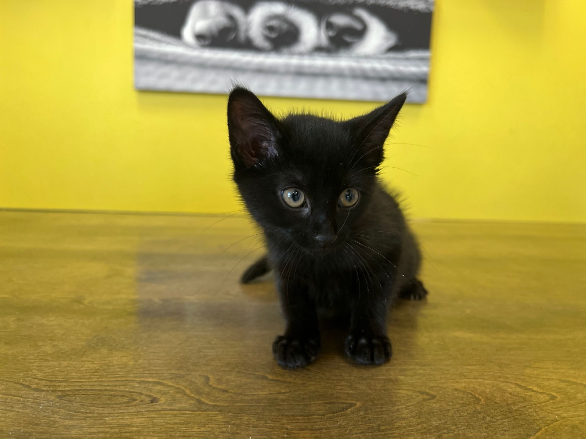 Tonkinese Kittens New York