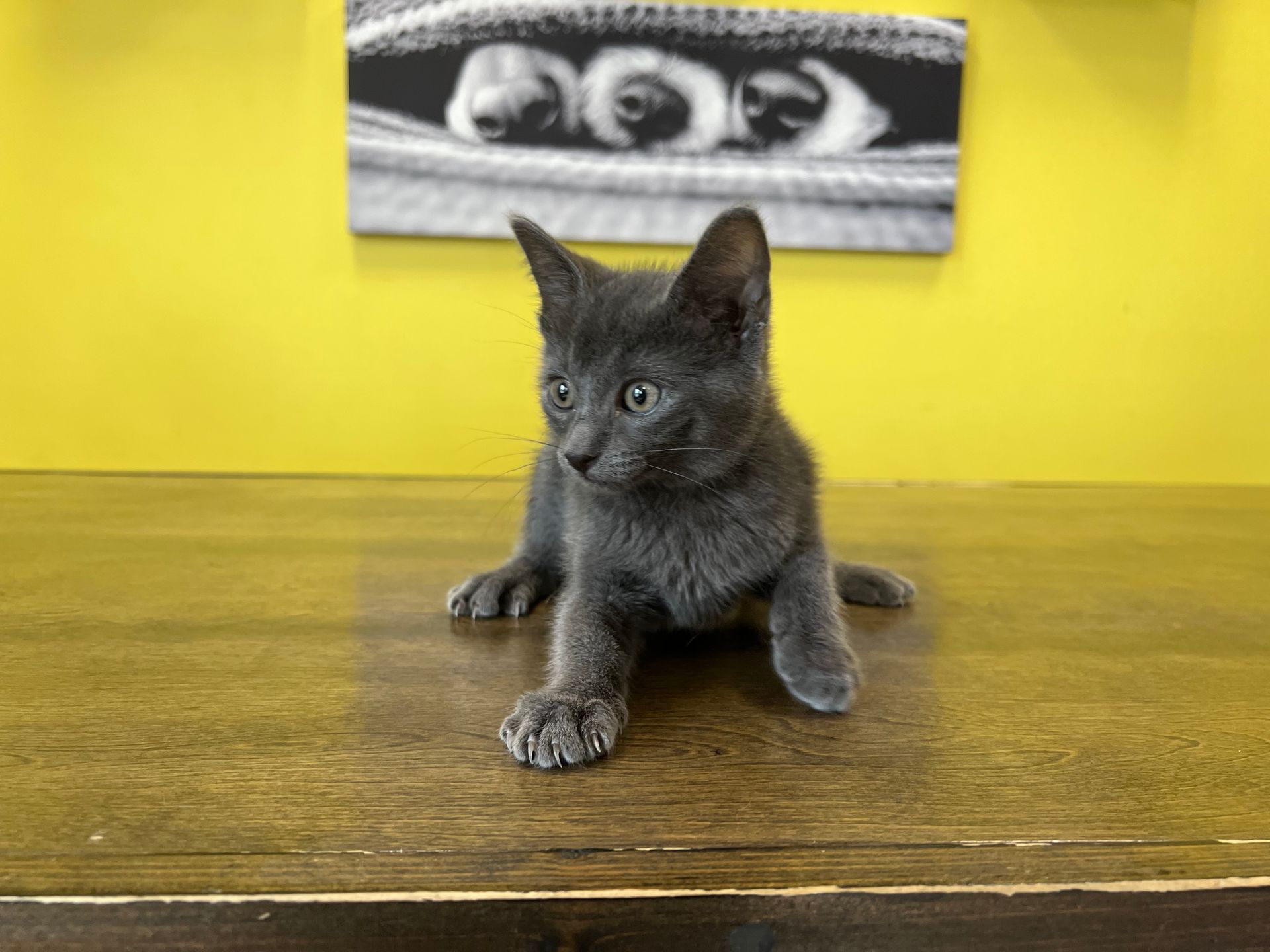 Tonkinese Kittens for sale New York