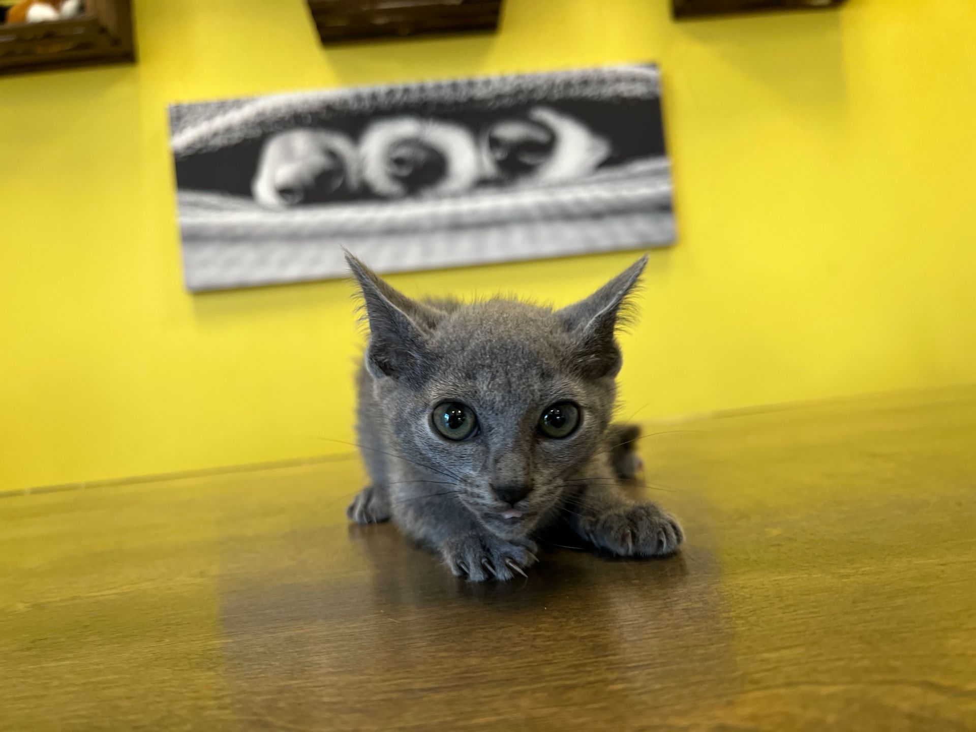 Tonkinese Kittens New York