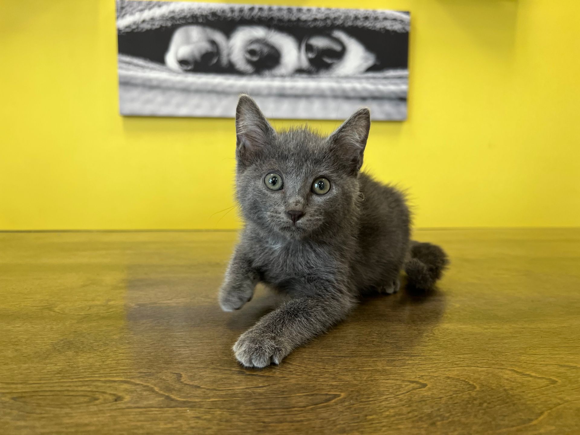 Tonkinese Kittens for sale New York