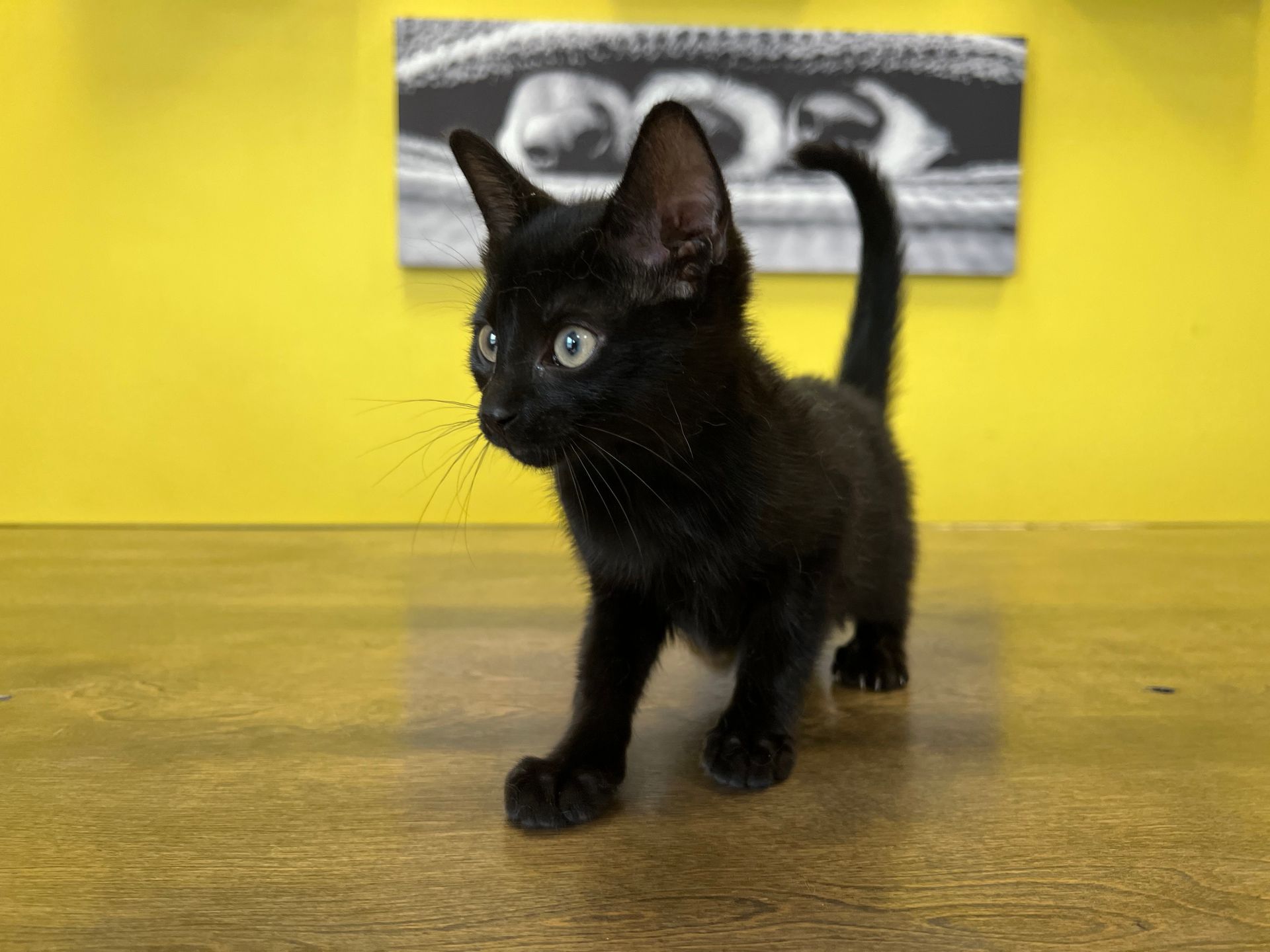 Tonkinese Kittens New York