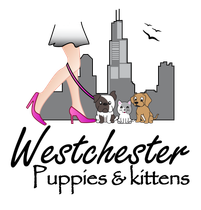 puppies for sale New York logo