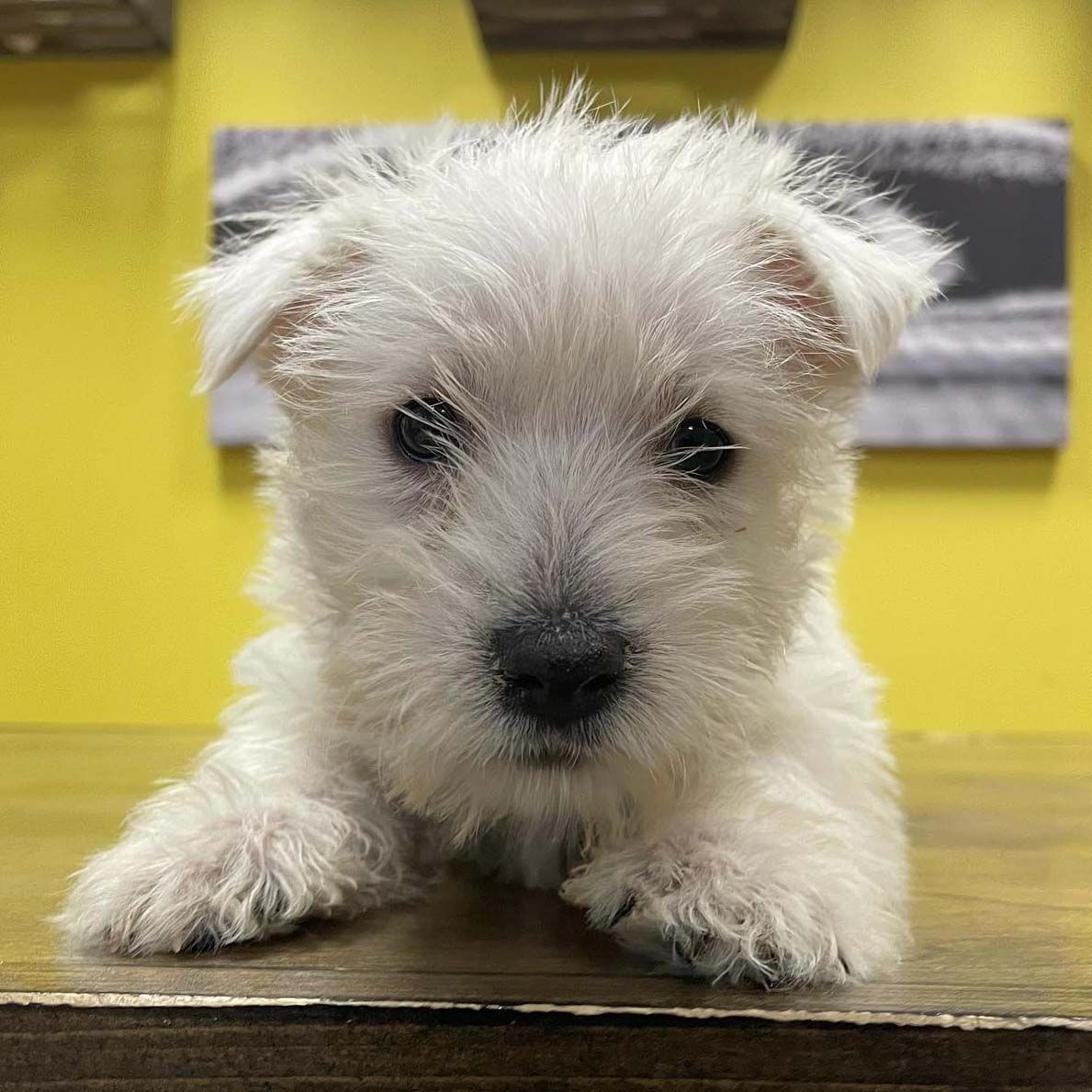 westie puppies for sale