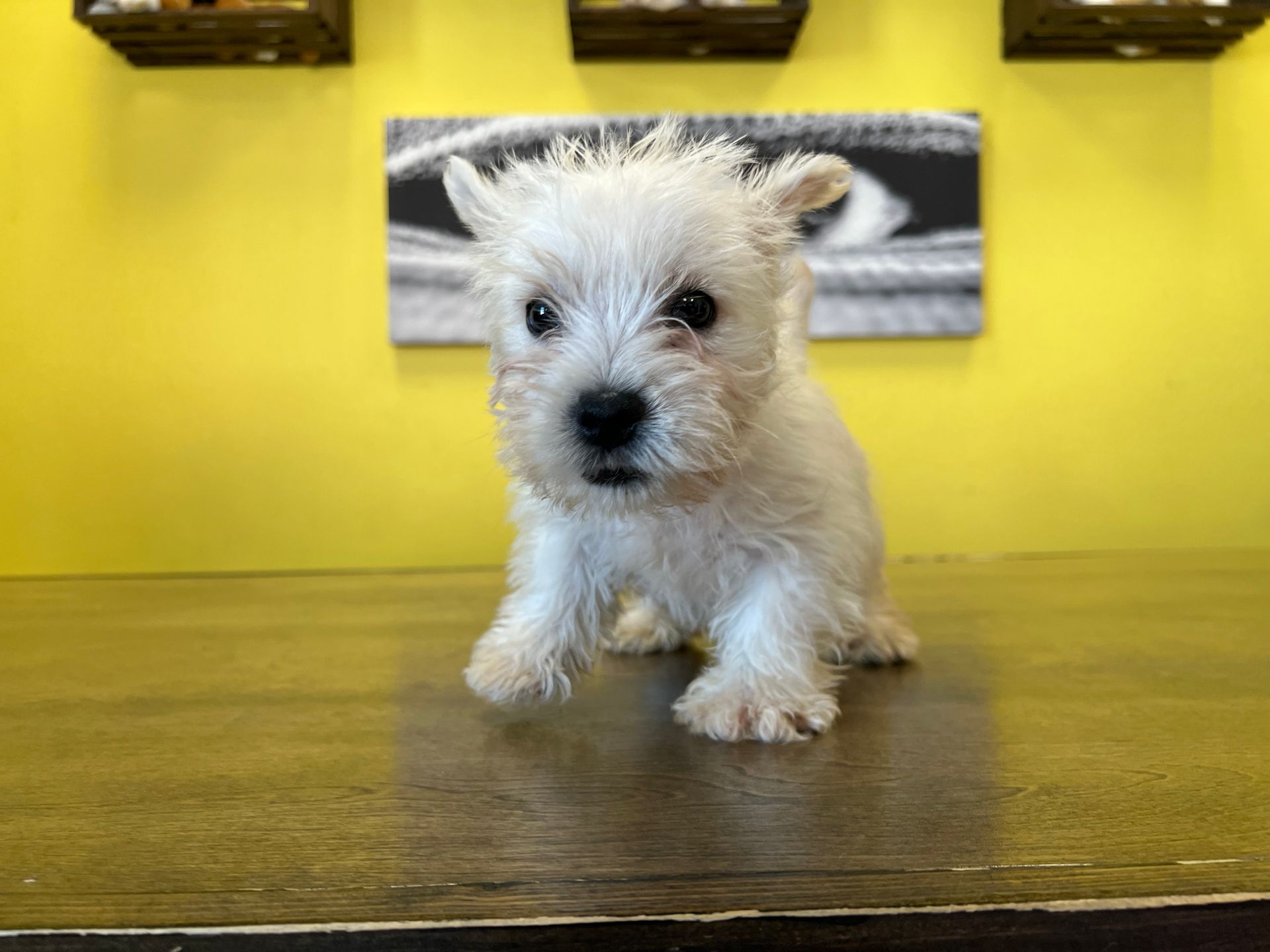 Westie puppies New York