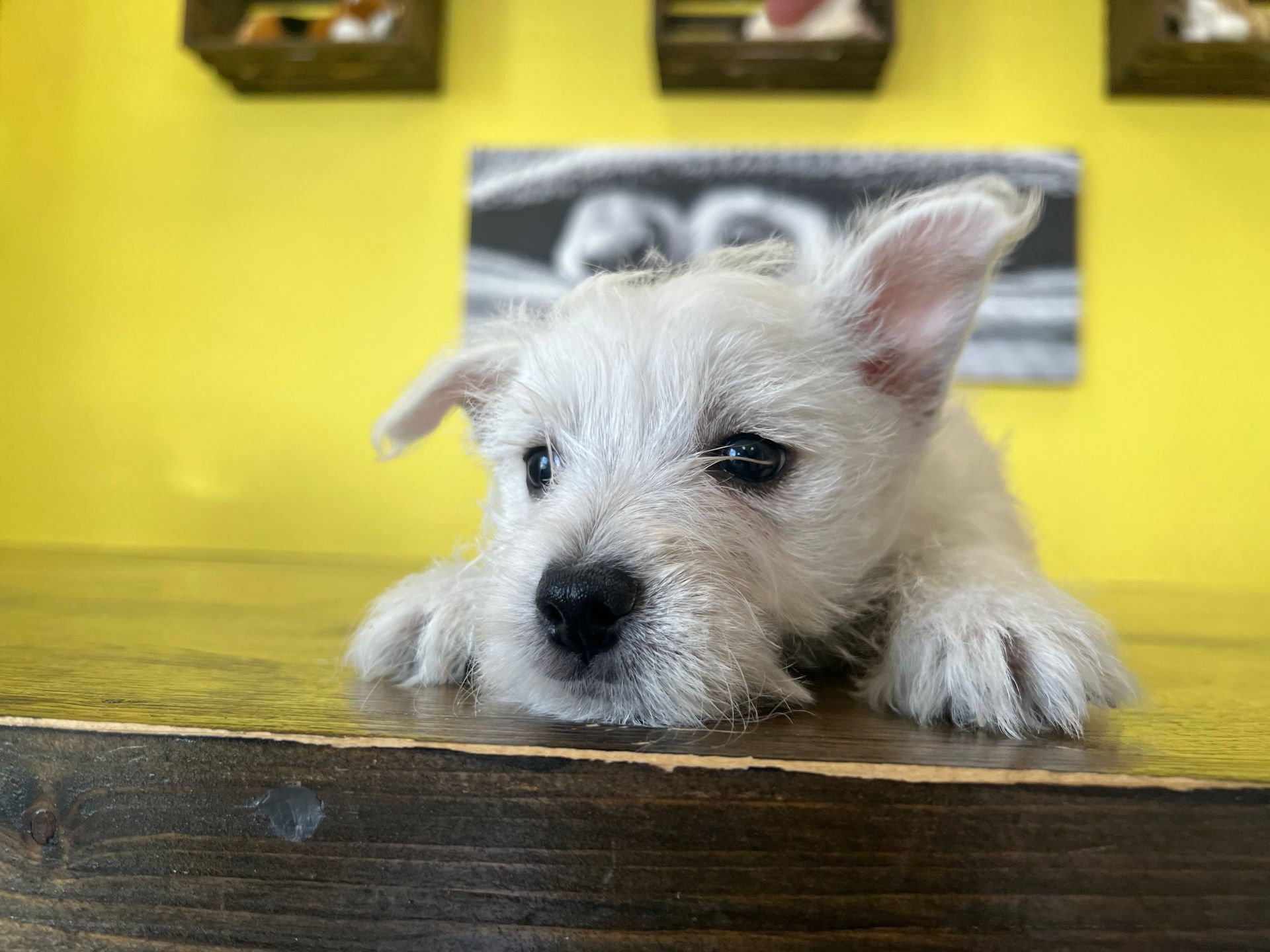 Westie puppies New York
