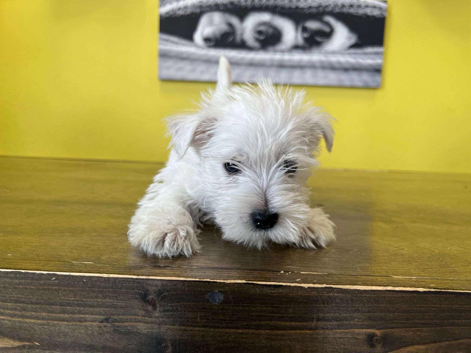 Westie puppies for sale New York
