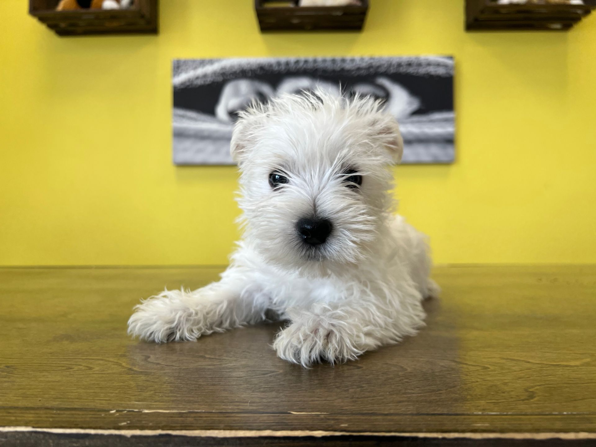 westie puppies New York