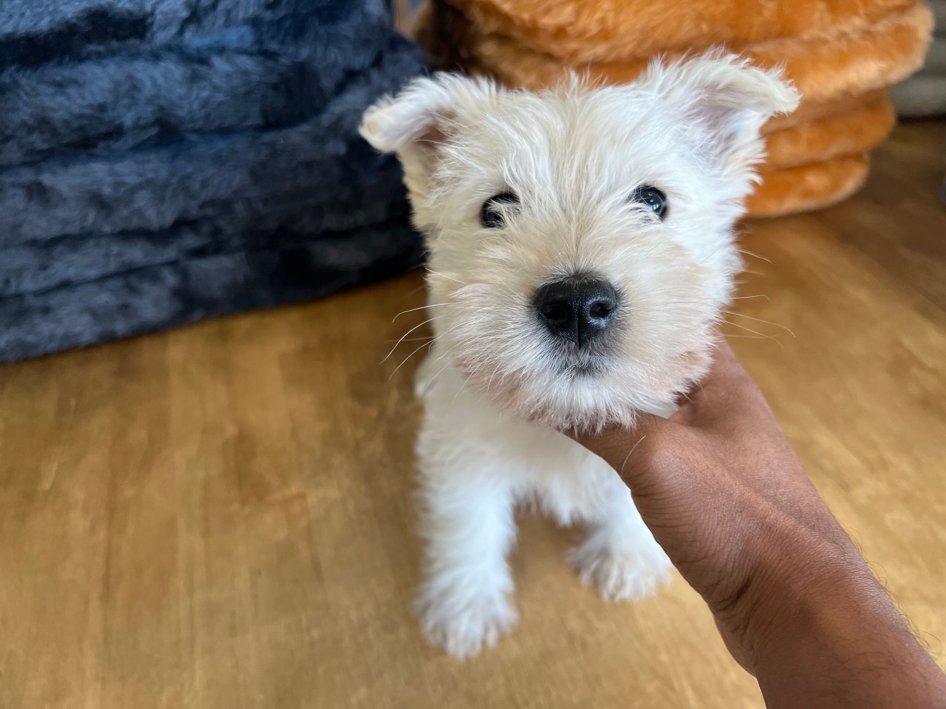 Westie puppies for sale New York