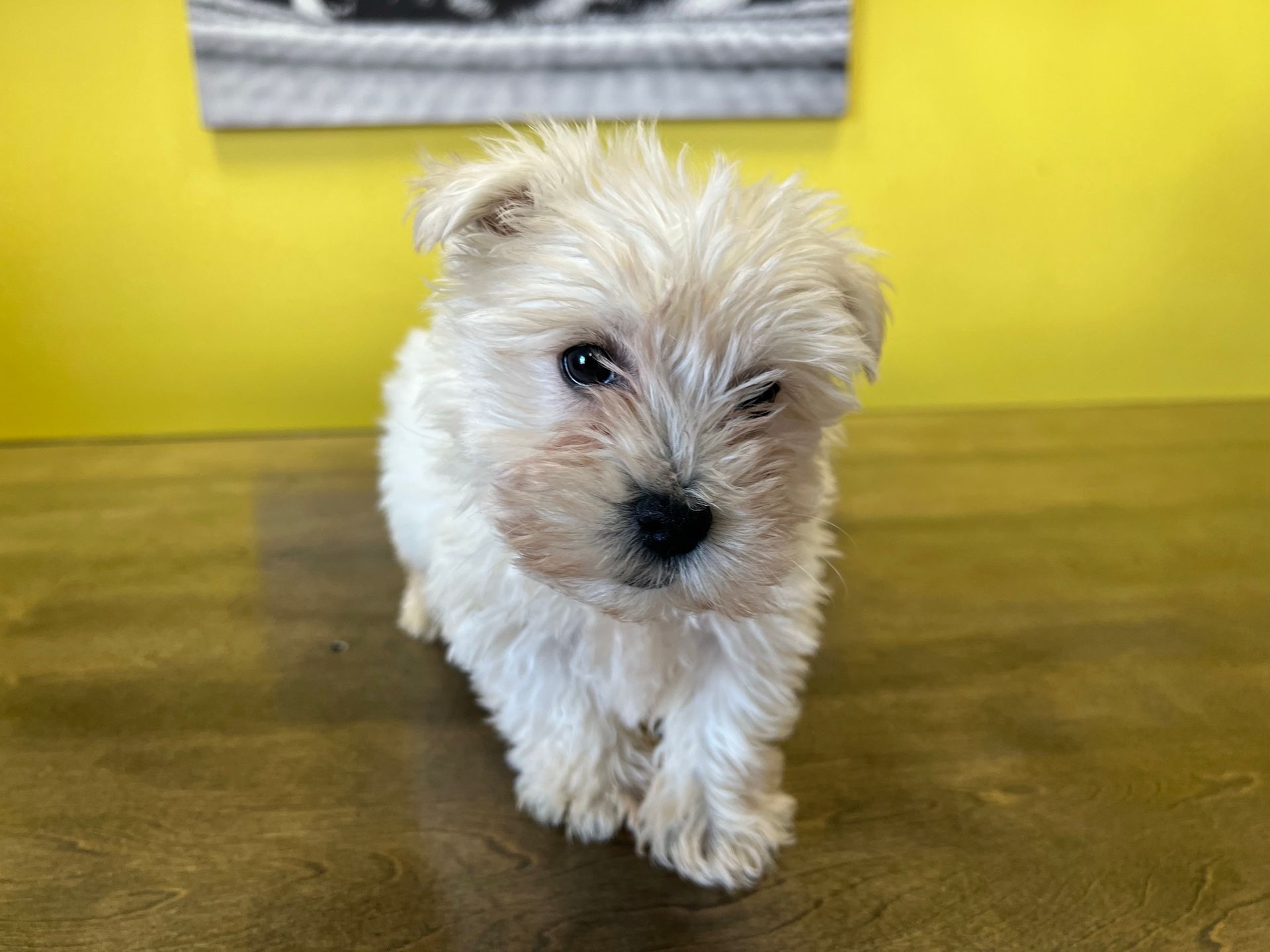 Westie puppies New York