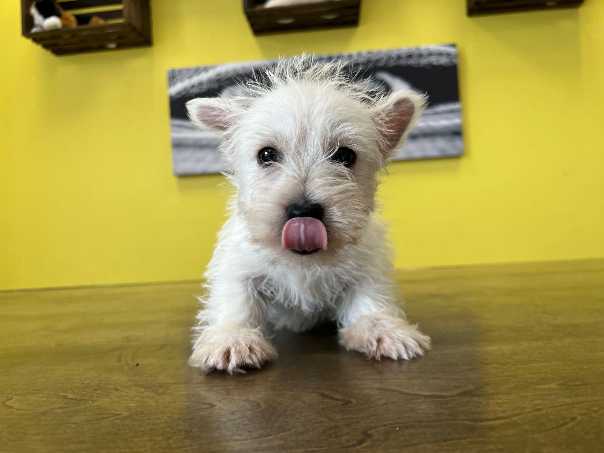 Westie puppies for sale New York