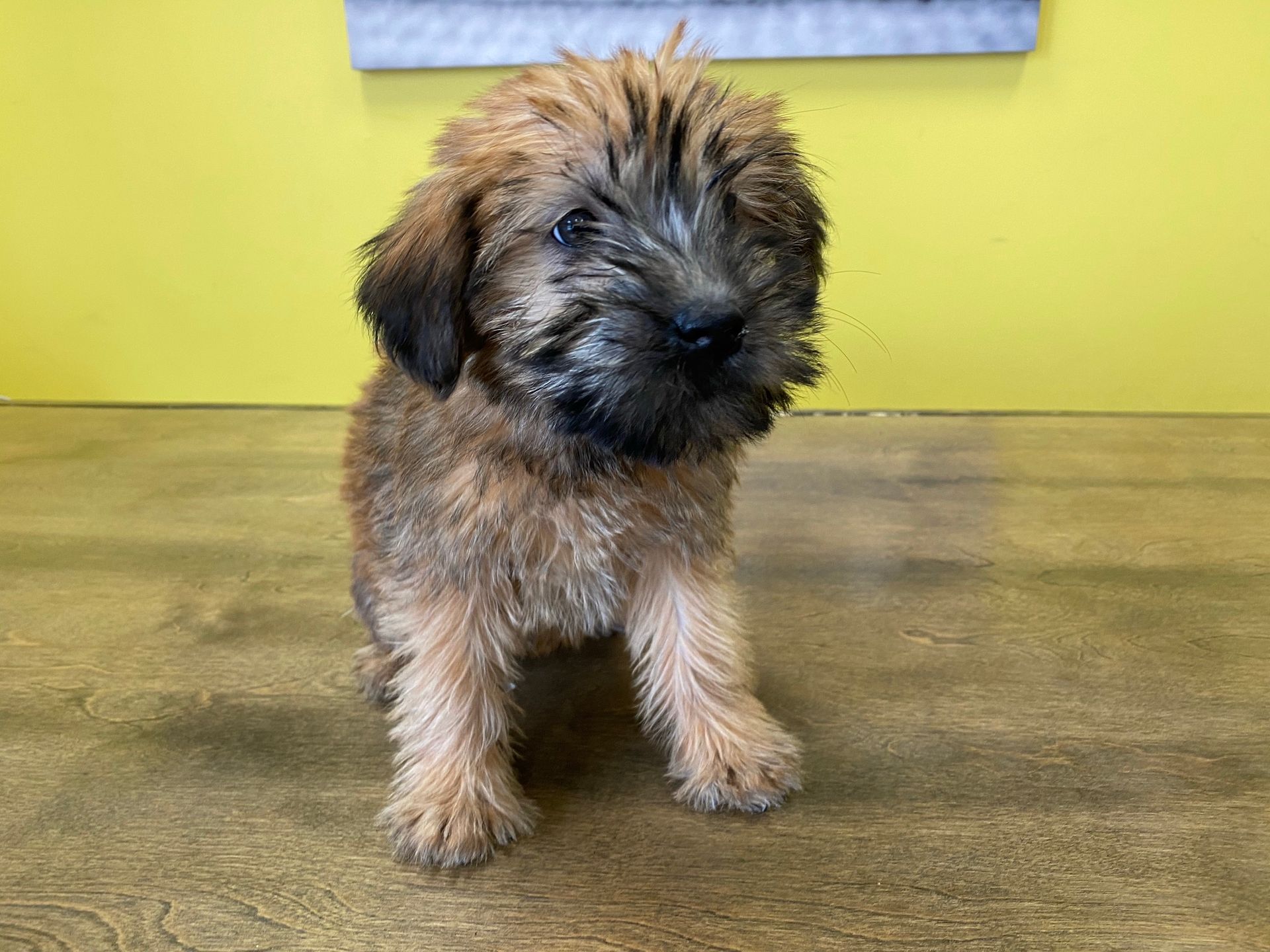 Soft Coated Wheaten Terrier puppies New York