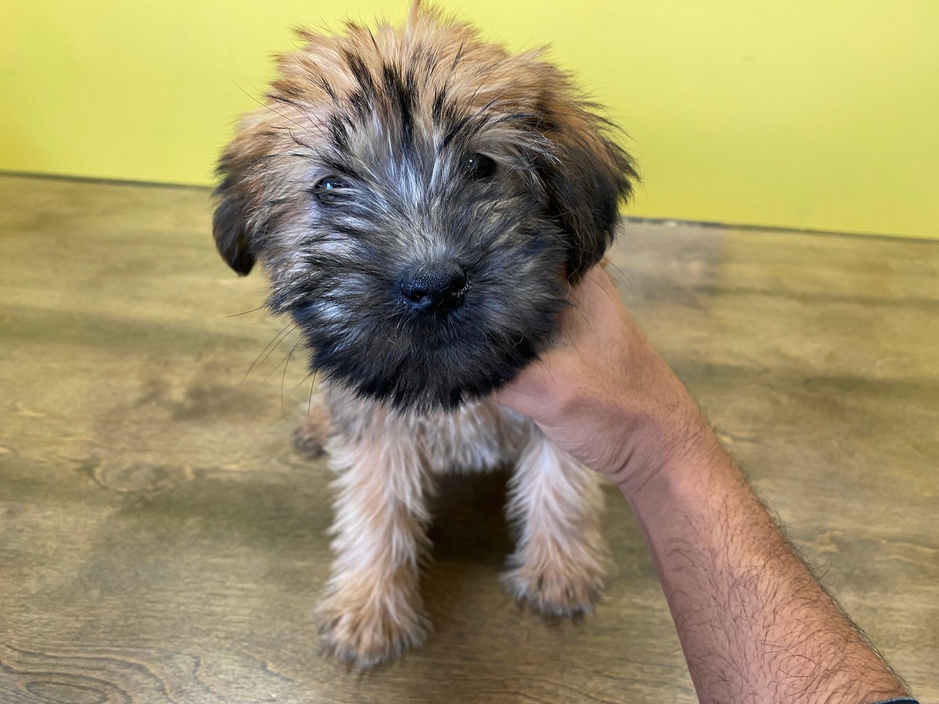 Soft Coated Wheaten Terrier puppies for sale New York