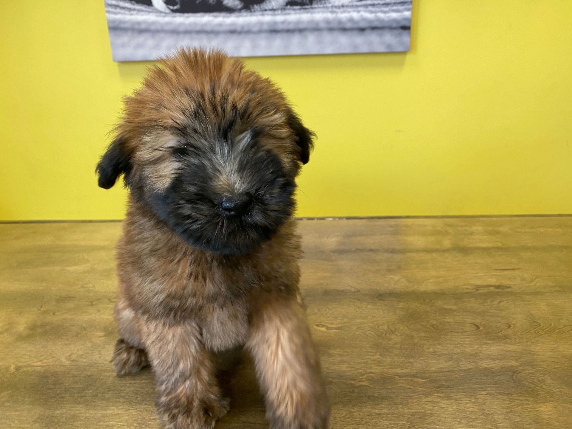 Soft Coated Wheaten Terrier puppies New York