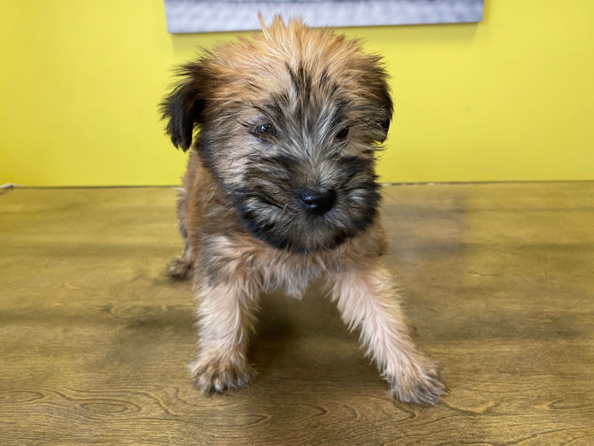 Soft Coated Wheaten Terrier puppies for sale New York