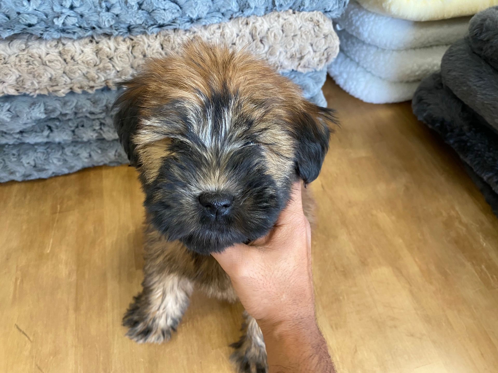 Soft Coated Wheaten Terrier puppies New York