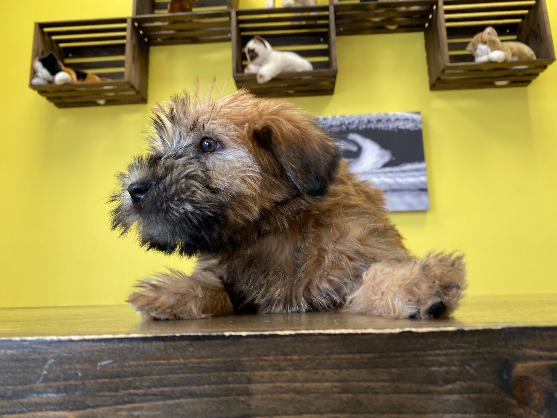 Soft Coated Wheaten Terrier puppies for sale New York