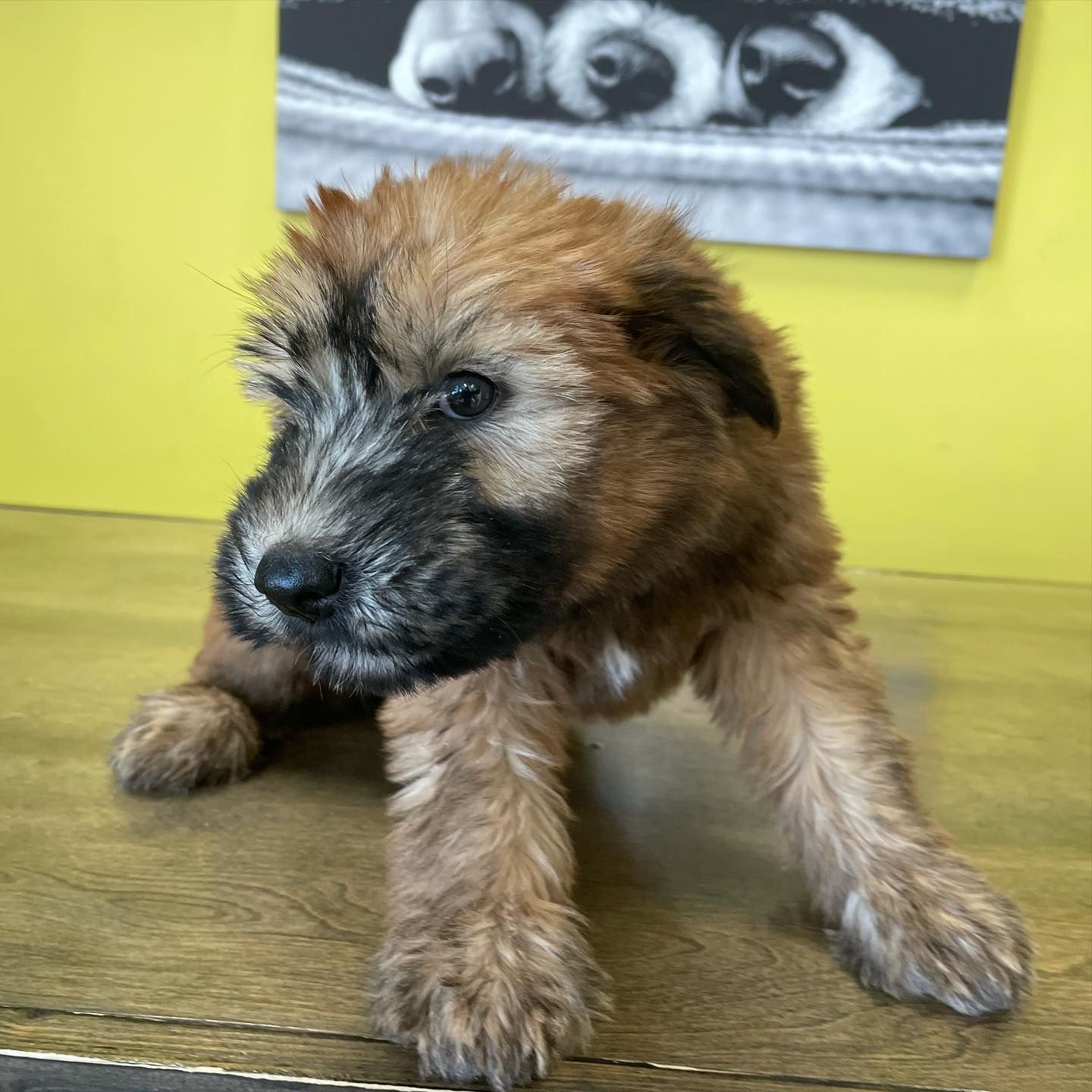 wheaten terrier puppies wheaten terrier puppies for sale